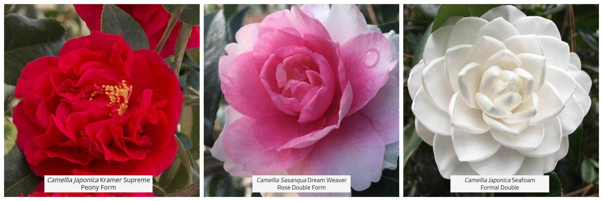 Camellias - Ken Matthews Garden Center