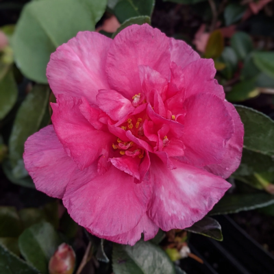 Camellia Dazzler